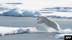 This U.S. Coast Guard photo shows a polar bear observed off Coast Guard Cutter Healy's stern, on Aug. 23, 2015, while the cutter is underway in the Arctic Ocean in support of Geotraces. The IUCN report says polar bear populations are likely to fall by more than 30 percent by around mid-century as global warming thaws Arctic sea ice.