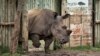 북한인 2명, 모잠비크서 코뿔소 뿔 밀매 혐의 체포