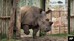 멸종 위기에 처한 아프리카 코뿔소. (자료사진)