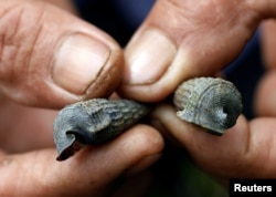A villager holds edible snails known as singor, found in mangrove forests in Pitas, Sabah, Malaysia, July 6, 2018.