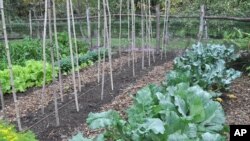 This undated image shows a garden with cabbage and other seasonal greens in New Paltz, N.Y. Growing fall vegetables is like having a whole other growing season in the garden. Cool weather brings out the best flavor from vegetables.