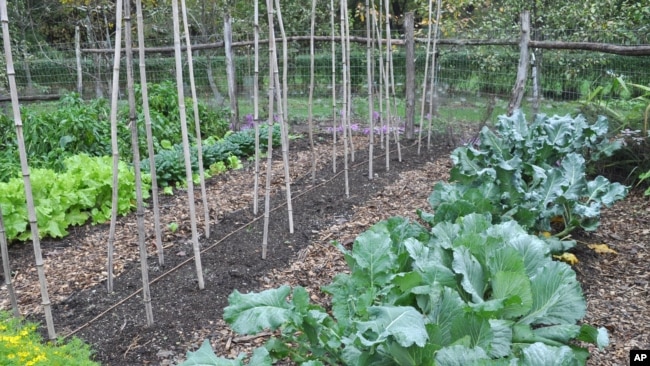 This undated image shows a garden with cabbage and other seasonal greens in New Paltz, N.Y. Growing fall vegetables is like having a whole other growing season in the garden. Cool weather brings out the best flavor from vegetables.