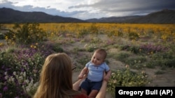 In this Wednesday, March 6, 2019, photo, Rene Garcia holds her three-month-old son Brandon amid wildflowers in bloom near Borrego Springs, Calif.