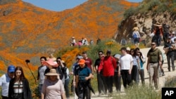 People walk among wildflowers in bloom Monday, March 18, 2019, in Lake Elsinore, Calif. (AP Photo/Gregory Bull)