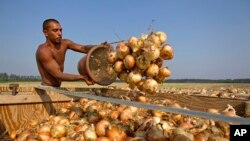 Campos de cebolla en Lyons, Georgia. Un acuerdo tentativo entre sindicatos agrícolas y empresas del sector podría allanar el camino a una reforma migratoria.