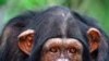 Congress Considers Banning Medical Experiments on Chimpanzees
