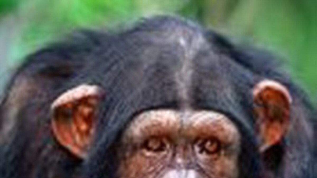 experiments on chimpanzees