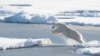 แผ่นน้ำแข็งที่ขั้วโลกเหนือละลายเร็วขึ้นทำให้พื้นที่อาศัยและหากินของหมีขาวลดลง