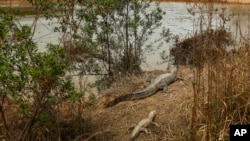 Los caimanes en Paraguay son amenazados por una intensa sequía.