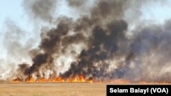 Şêxan Agir bi Dexil û Dan Dikeve