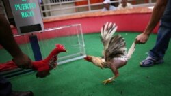 VOA: Puerto Rico Peleas de Gallos