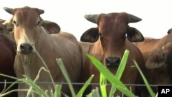 Recent studies at an international agricultural research institute in Colombia have shown that a grass used to feed livestock, known as Brachiaria, could help reduce greenhouse gas emissions from livestock and agriculture and reduce the use of commercial 