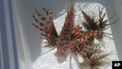 Ikan lepu atau lionfish di Gray's Reef National Marine Sanctuary di Georgia, Atlanta. (Foto: Dok)