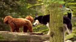 SHORT VIDEO: Շների այգիները