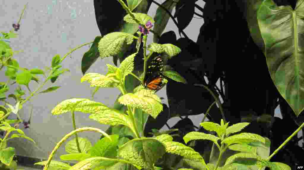 Amerikan Doğa Tarihi Müzesi: Kelebekler