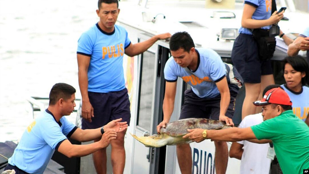 Bức ảnh chụp vào ngày 10/5/14 cho thấy các cảnh sát biển của Philippines đem các con rùa biển từ tàu đánh cá của ngư dân Trung Quốc ra