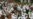 Majority of Religion School Teachers in Indonesia Support Sharia Law