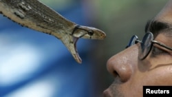 Seorang pawang luar bermain-main dengan seekor ular tikus dalam pameran Flora dan Fauna di Jakarta, 8 Agustus 2006 (Foto: Reuters/Beawiharta)