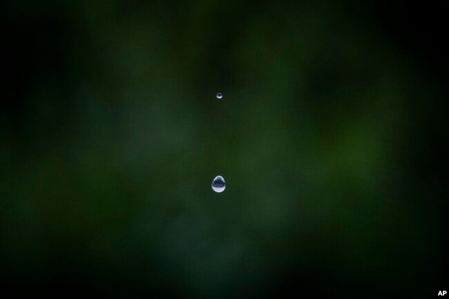 Drops of rain water fall down at a blueberry plantation near Lucena del Puerto, southwest Spain, Wednesday, Oct. 19, 2022. Farming and tourism had already drained the aquifer feeding Doñana. Then climate change hit Spain with record-high temperatures and a prolonged drought this year. (AP Photo/Bernat Armangue)