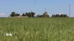 Cotkarên Rojava Hêvîya Demsaleke Baş a Çinînê Dikin
