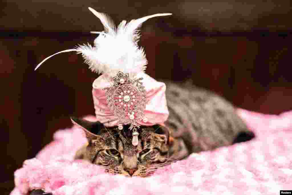 Sakie wears a turban at backstage before the Algonquin Hotel’s Annual Cat Fashion Show in the Manhattan borough of New York City, New York, U.S., Aug. 1, 2019.