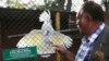 Coronavirus Economic Fallout Batters Zimbabwe Bird Sanctuary