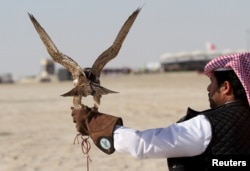 FILE - A Qatari man prepares to release his falcon during the Qatar International Falcons and Hunting Festival at Sealine desert, Qatar, Jan. 29, 2016. The participants at the contest compete to see whose falcon is fastest at attacking its prey.