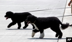 The President's dogs Bo, front, and Sunny walk on the tarmac by their handlers to board Air Force One before the arrival of President Barack Obama and his family at Andrews Air Force Base, Md., Aug. 6, 2016. The first family is traveling to Martha's Vineyard for summer vacation.