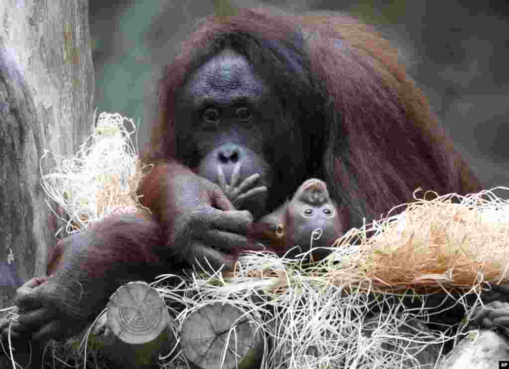 Orangutan mother Hsiao-Ning holds her seven-week-old baby at the zoo in Rostock, northern Germany. The female baby orangutan was named &quot;Niah,&quot; which means &quot;The joyful one.&quot;