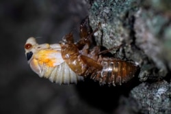 An adult cicada sheds its nymphal skin on the bark on an oak tree, Tuesday, May 4, 2021, on the University of Maryland campus in College Park, Maryland. (Photo: Carolyn Kaster)