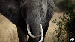 FILE - An African elephant walks in Tarangire National Park, 118 kilometers (75 miles) southwest of Arusha, Tanzania. 