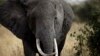 Penurunan Populasi Gajah Tanzania Berskala 'Bencana'
