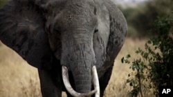 Gajah Afrika di Taman Nasional Tarangire, 118 kilometer sebelah barat daya Arusha, Tanzania. (AP/Nariman El-Mofty)