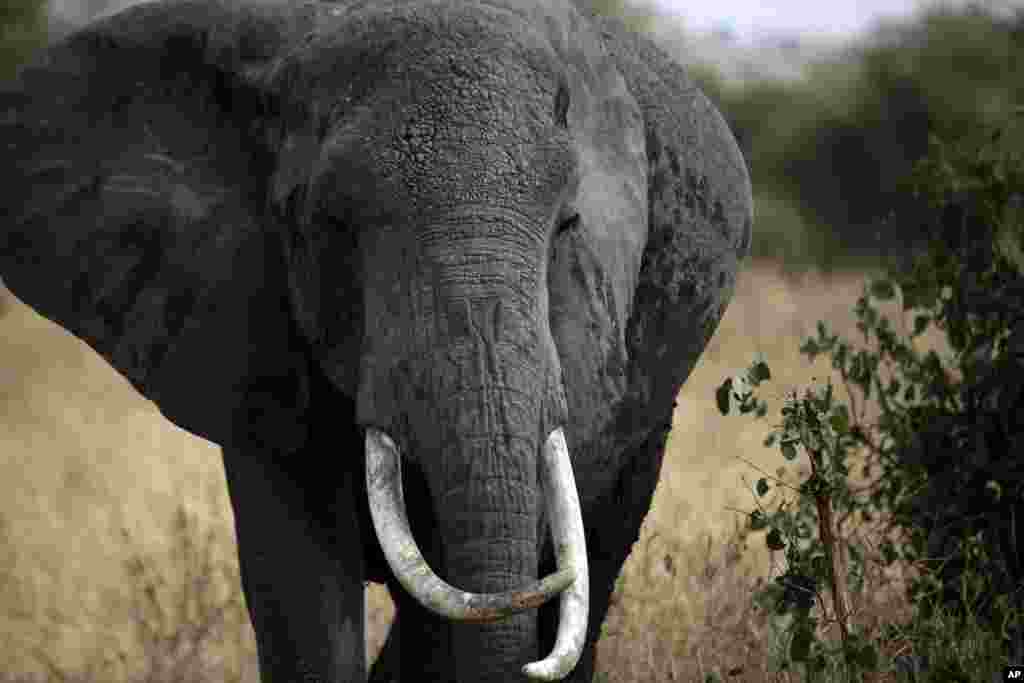 Un éléphant d&#39;Afrique se promène dans le parc national de Tarangire, 118 kilomètres (75 miles) au sud-ouest d&#39;Arusha, en Tanzanie, vendredi 9 août 2013. 