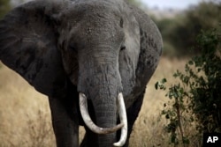 FILE - The African elephant's valuable tusks make it vulnerable to poaching.