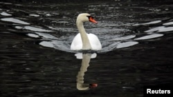 A Mute Swan paddles in the Muscoot Reservoir in Katonah, New York, February 19, 2014.