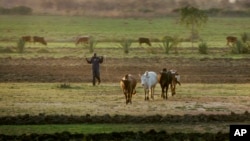 A farmer herds his cattle at sunset near Kisumu, Kenya, Feb. 2, 2008.