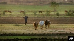 A farmer herds his cattle at sunset near Kisumu, Kenya, Feb. 2, 2008.