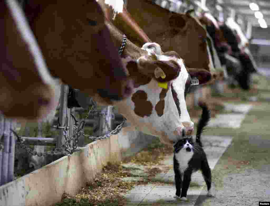 Sapi mencium seekor kucing ketika menunggu diambil susunya di sebuah peternakan di Granby, Quebec, 26 Juli 2015.