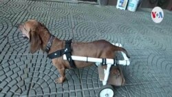 Veterinario nicaragüense devuelve la esperanza a mascotas con discapacidad