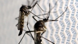 FILE PHOTO: Aedes aegypti mosquitoes are seen inside Oxitec laboratory in Campinas, Brazil, February 2, 2016.