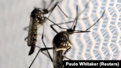 FILE PHOTO: Aedes aegypti mosquitoes are seen inside Oxitec laboratory in Campinas, Brazil, February 2, 2016.