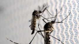 FILE PHOTO: Aedes aegypti mosquitoes are seen inside Oxitec laboratory in Campinas, Brazil, February 2, 2016.