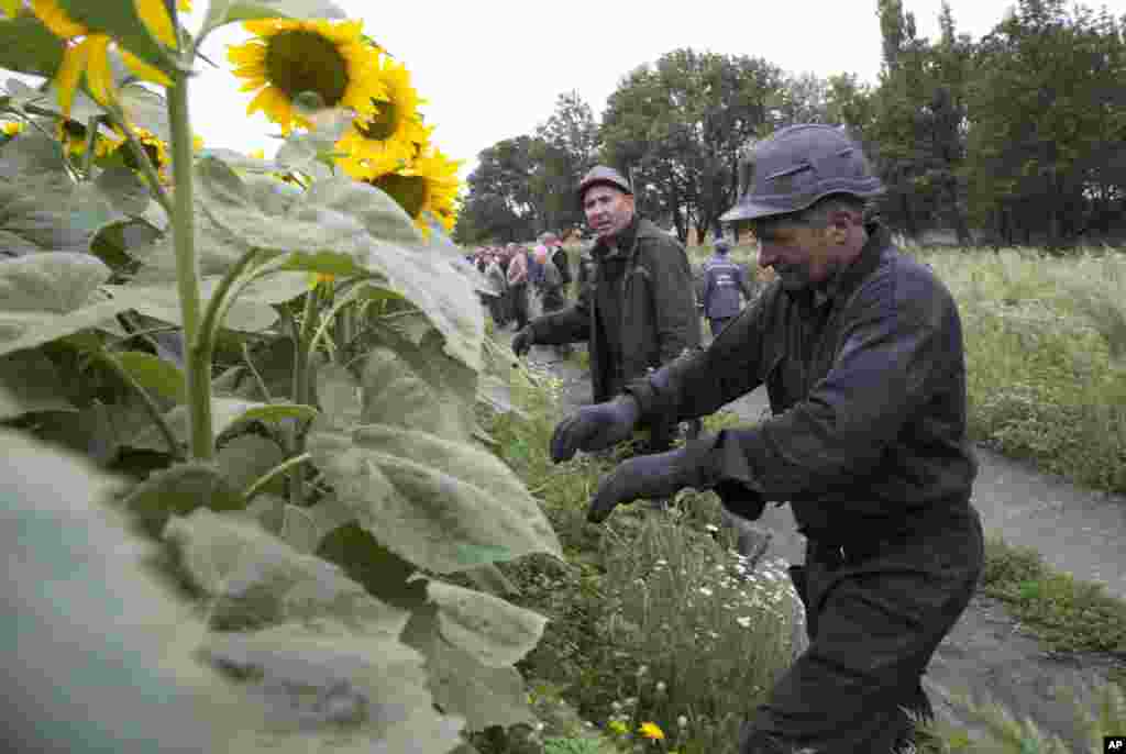 Ukrainian coal miners search the site of a crashed Malaysia Airlines passenger plane near the village of Rozsypne, eastern Ukraine Friday, July 18, 2014.