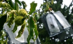 Two unmodified, open-pollinated chestnut burs, left, grow near several hand-pollinated, genetically modified samples, in bags at right, at the State University of New York's College of Environmental Science & Forestry Lafayette Road Experiment Station.