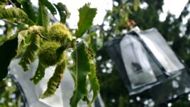 Two unmodified, open-pollinated chestnut burs, left, grow near several hand-pollinated, genetically modified samples, in bags at right, at the State University of New York's College of Environmental Science & Forestry Lafayette Road Experiment Station.