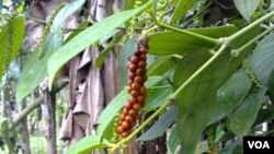 Pimenta madura em São Tomé