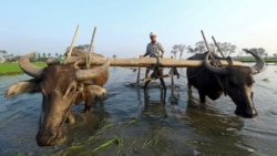 ကြိုးနီစံနစ်ကြောင့် မြန်မာ့လယ်သမားတွေ အခက်တွေ့