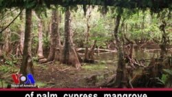 River of Grass: the Everglades