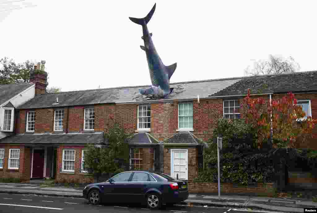 A model of a shark is seen in the roof of a house in Oxford, UK. The rooftop sculpture is 25 feet (7.6 m) long, made of fiber glass and was erected on the 41st anniversary of the dropping of the atomic bomb on Nagasaki.